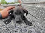 Adopt ERIN a Labrador Retriever