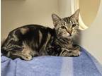 Adopt MARNIE a Domestic Short Hair