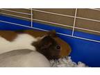 Adopt *Sesame* a Guinea Pig