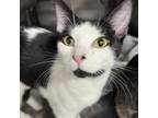 Adopt Roxie a Domestic Short Hair