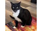 Adopt Indigo a Domestic Medium Hair, Domestic Short Hair