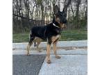 Adopt Ginger Rogers a Shepherd