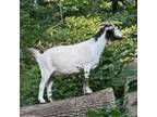 Adopt Lucy a Goat