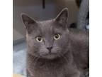 Adopt Sunday Llanos a Russian Blue