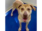 Adopt Kawai a Labrador Retriever, Beagle