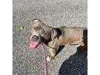 Adopt Liberty (in foster) a Pit Bull Terrier