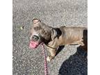 Adopt Liberty a Pit Bull Terrier