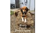 Adopt Martha a Hound