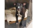 Adopt Sally a Pit Bull Terrier