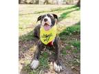 Adopt Phoebe (in foster) a Pit Bull Terrier