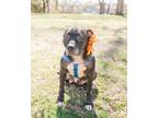 Adopt Mabel (in foster) a Pit Bull Terrier