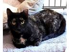 Adopt Cat McKinnon Wright a Domestic Short Hair