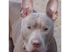 Adopt Persephone in Gloucester VA a Pit Bull Terrier