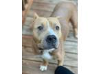 Adopt Rosemary a Mixed Breed, American Staffordshire Terrier