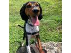 Adopt Zayda a Bluetick Coonhound