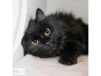 Adopt Midnight - Adoption Pending a Domestic Long Hair