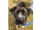 Adopt Sibley a Mixed Breed