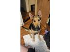 Adopt Sophie a German Shepherd Dog