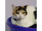 Adopt Snowball - Timid but Pretty Calico a Calico