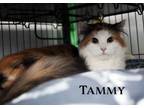 Adopt Tammy SEMI FERAL/FRIENDLY BARN CAT a Domestic Long Hair