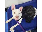 Adopt Cindy Lou Who - AVAILABLE a Pit Bull Terrier