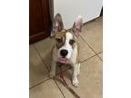 Adopt Cheddar a Mixed Breed, Cattle Dog