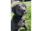 Adopt Cookie - Doodle/Shep Mix Pup a Mixed Breed