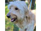 Adopt Heidi a Goldendoodle