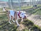 Adopt Peaches a Pit Bull Terrier