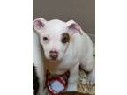 Adopt Miley a Mixed Breed