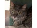 Adopt Wish a Domestic Long Hair, Domestic Short Hair