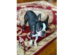 Adopt Princess Stitch aka Poppy a Boston Terrier