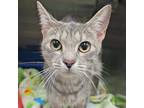 Adopt St. Patti a Domestic Short Hair