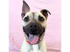 Adopt Fiery a Black Mouth Cur