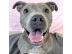 Adopt Josie a Pit Bull Terrier