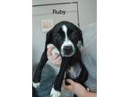 Adopt Ruby a Black Labrador Retriever, Australian Shepherd