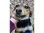 Adopt Rosa a Black and Tan Coonhound, Treeing Walker Coonhound