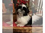 Shih Tzu PUPPY FOR SALE ADN-769798 - AKC Shih Tzu Snoopy