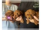Cavapoo-Poodle (Miniature) Mix PUPPY FOR SALE ADN-769791 - Ruby red cavapoo