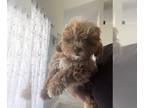 ShihPoo PUPPY FOR SALE ADN-769790 - Puppy