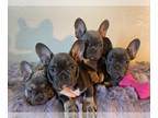 French Bulldog PUPPY FOR SALE ADN-769769 - Amazing Lilac Tans