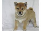 Shiba Inu PUPPY FOR SALE ADN-769767 - AKC Shiba Inu Puppies
