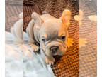 French Bulldog PUPPY FOR SALE ADN-769764 - French Bulldogs rojo velvet coco