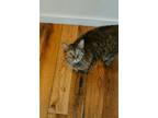 Adopt Lynx a Tabby