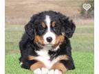 Bernese Mountain Dog PUPPY FOR SALE ADN-769750 - Female Bernese Mountain Dog