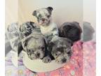 French Bulldog PUPPY FOR SALE ADN-769736 - Purebred French bulldogs