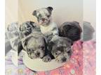 French Bulldog PUPPY FOR SALE ADN-769736 - Merle and Blue Fluffy French bulldogs