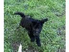 Goldendoodle PUPPY FOR SALE ADN-769731 - Posey