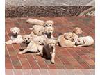 Labrador Retriever PUPPY FOR SALE ADN-769723 - AKC Labrador Retriever Pups