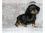 Dachshund PUPPY FOR SALE ADN-769720 - Female Black and tan